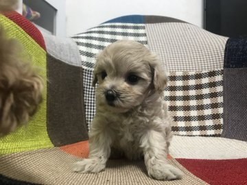 ママ プードル  パパ マルチーズ【愛知県・女の子・2018年12月19日・クリーム】の写真「お顔の可愛い女の子！」