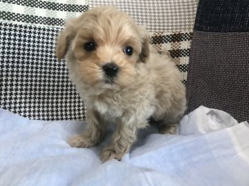 ママ プードル     パパ マルチーズ【愛知県・女の子・2019年10月16日・クリーム】の写真「可愛いお顔の女の子！」