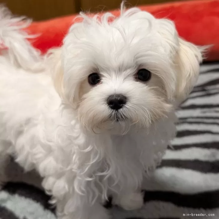 ID:2410-08090の子犬