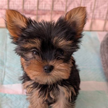 ヨークシャーテリア【埼玉県・男の子・2025年1月6日・スチール&ブルー】の写真「かわいいヨーキーくん⭐︎」