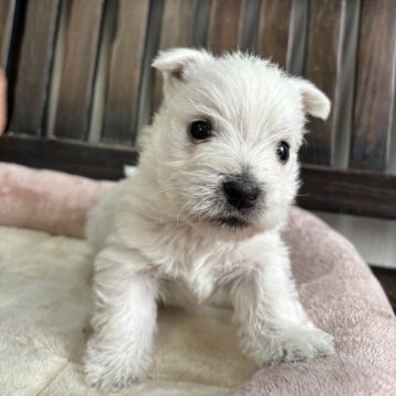 ウエストハイランドホワイトテリア【埼玉県・男の子・2025年5月11日・ホワイト】の写真「ウエスティ☆男の子」