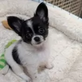 チワワ(ロング)
