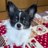 チワワ(ロング)