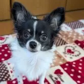 チワワ(ロング)