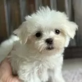 マルチーズ