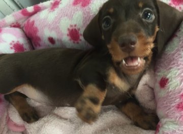 ミニチュアダックスフンド(ワイアー)【埼玉県・女の子・2015年8月28日・チョコレート&タン】の写真「チョコタンのワイヤーダックスです♪」