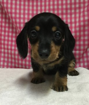 ミニチュアダックスフンド(ワイアー)【埼玉県・男の子・2015年8月28日・ブラック&タン】の写真「チョコタンのワイヤーダックスです♪」