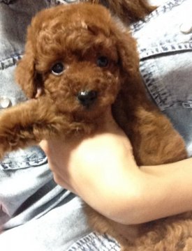 トイプードル(タイニー)【埼玉県・女の子・2015年3月26日・レッド】の写真「レッドの可愛い女の子☆」