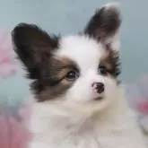 パピヨン