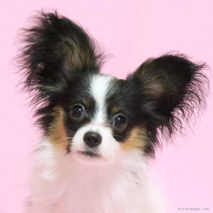 ID:2308-02825の子犬