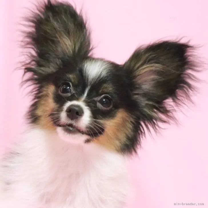ID：2307-03592の子犬