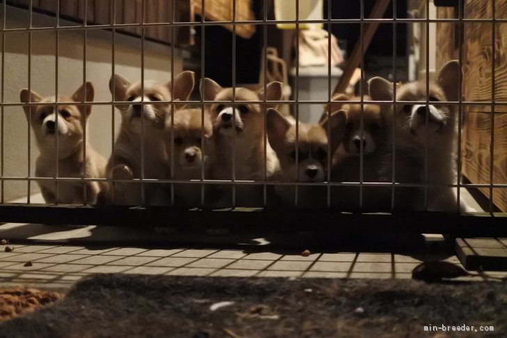 2020年１月生まれのコーギー｜鈴木　和夫(すずき　かずお)ブリーダー(静岡県・ウェルシュ・コーギー・ペンブロークなど・JKC登録)の紹介写真2
