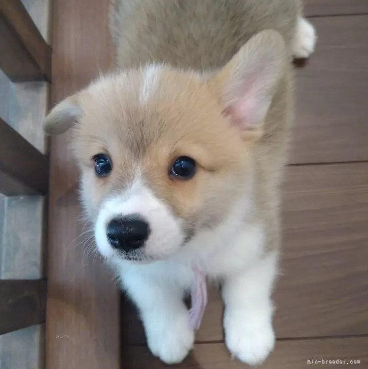 ID：2508-00384の子犬