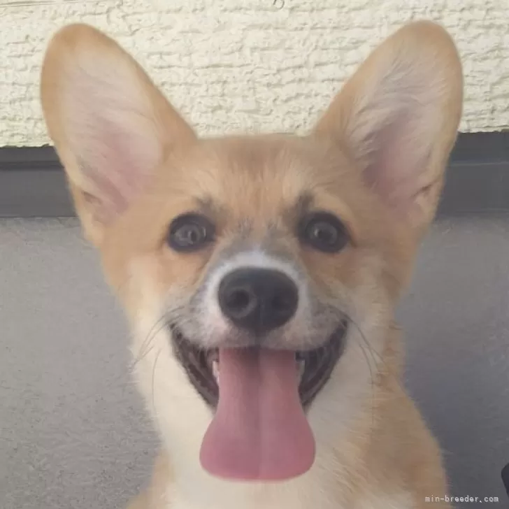 ID:2508-01219の子犬