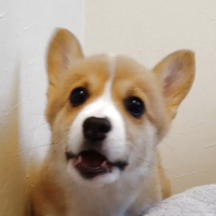 K.M 様のお迎えした子犬