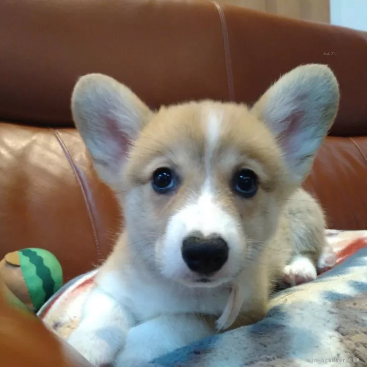 ID:2508-03172の子犬