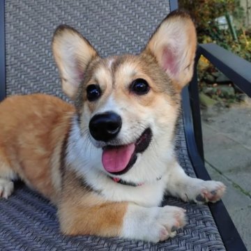 ウェルシュ・コーギー・ペンブローク【静岡県・女の子・2025年6月16日・レッド&ホワイト】の写真「元気いっぱい活発な女の子」