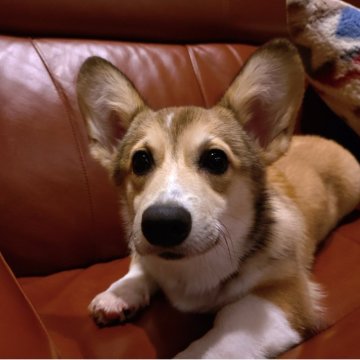 ウェルシュ・コーギー・ペンブローク【静岡県・女の子・2025年6月16日・レッド&ホワイト】の写真「元気いっぱい活発な女の子」