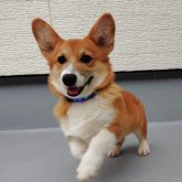 ウェルシュ・コーギー・ペンブローク