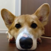 ウェルシュ・コーギー・ペンブローク