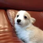 ウェルシュ・コーギー・ペンブローク【静岡県・男の子・2025年11月12日・フォーン&ホワイト】の写真2