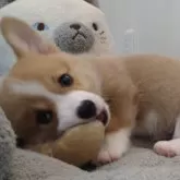 ウェルシュ・コーギー・ペンブローク【静岡県・男の子・2025年6月16日・レッド&ホワイト】の写真7