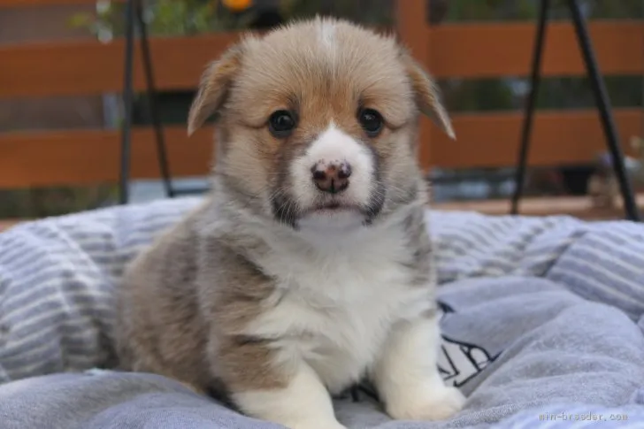 ID:1912-00574の子犬