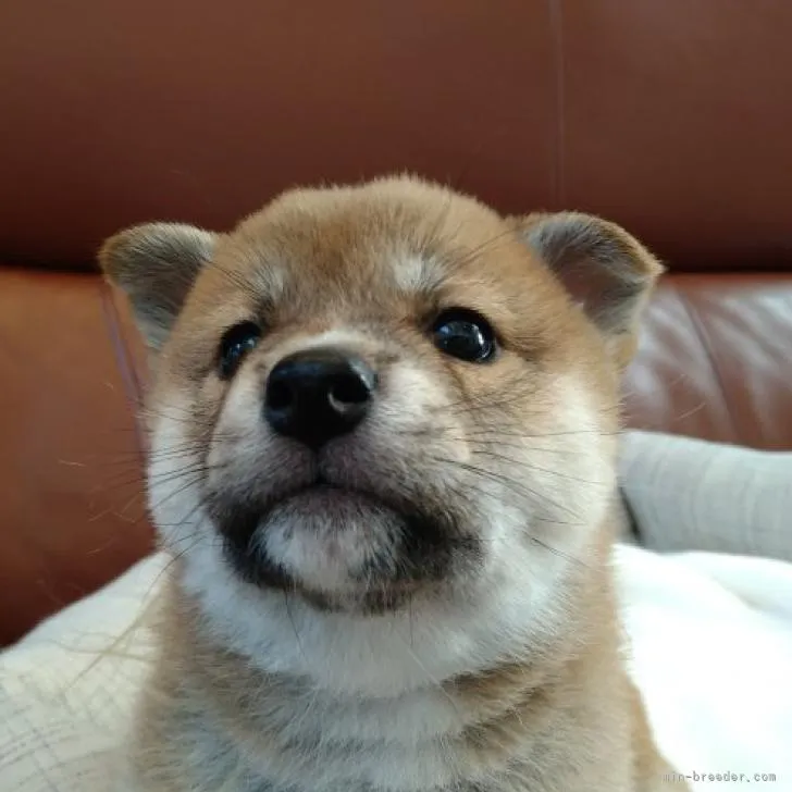ID：2212-02632の子犬