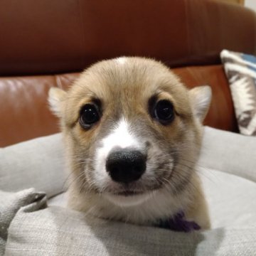 ウェルシュ・コーギー・ペンブローク【静岡県・男の子・2023年2月8日・レッド&ホワイト】の写真「優しい顔のおとこの子」