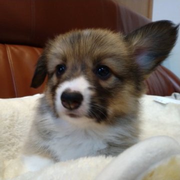 ウェルシュ・コーギー・ペンブローク【静岡県・女の子・2023年2月8日・レッド&ホワイト】の写真「もこもこな女の子」