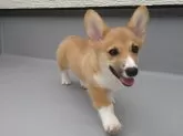 ウェルシュ・コーギー・ペンブローク【静岡県・女の子・2024年3月7日・レッド&ホワイト】の写真2
