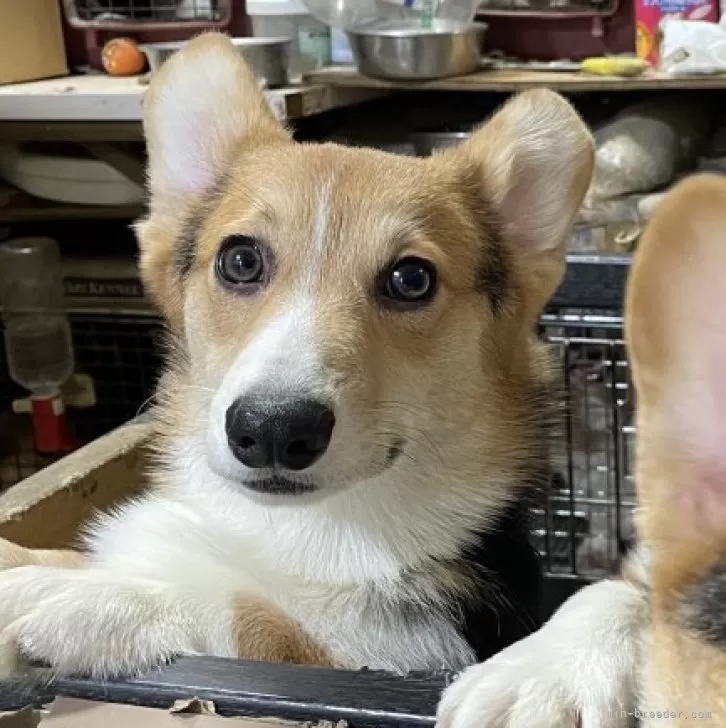 M.I 様のお迎えした子犬