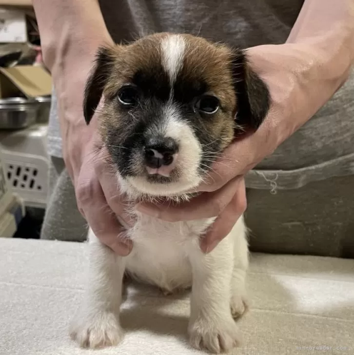 ジャックラッセルテリア【栃木県・男の子・2025年10月25日・ホワイト&amp;タン】の写真1