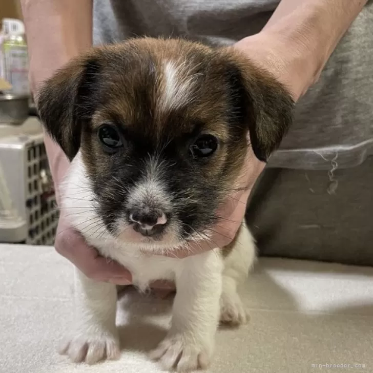 ジャックラッセルテリア【栃木県・男の子・2025年10月25日・ホワイト&amp;タン】の写真1