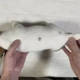 ジャックラッセルテリア【栃木県・男の子・2025年10月25日・ホワイト&タン】の写真4