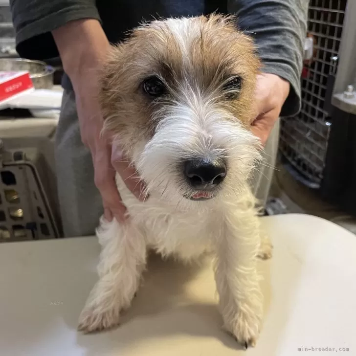 ぶん 様のお迎えした子犬