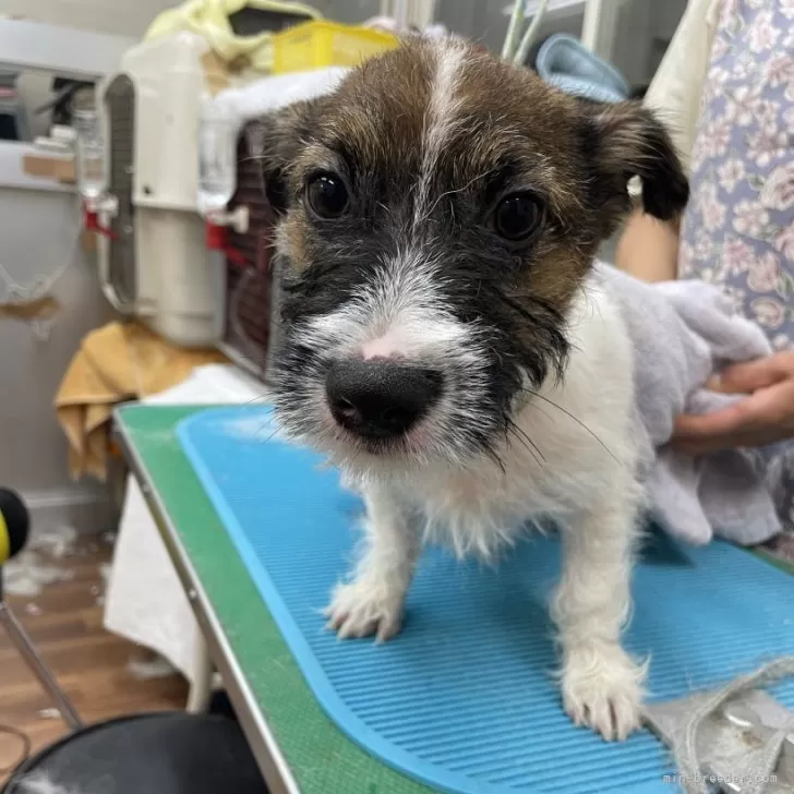 ID:2408-07027の子犬