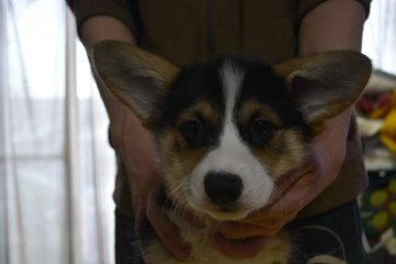 ウェルシュ・コーギー・ペンブローク【栃木県・男の子・2018年11月1日・ブラックタン&ホワイト】の写真「きれいな顔の良血統のトライの男の子」