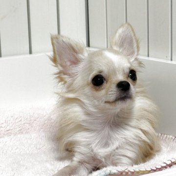 チワワ(ロング)【埼玉県・男の子・2025年1月22日・クリーム】の写真「元気で甘えん坊♪」