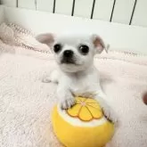チワワ(スムース)