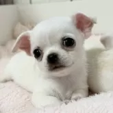 チワワ(スムース)