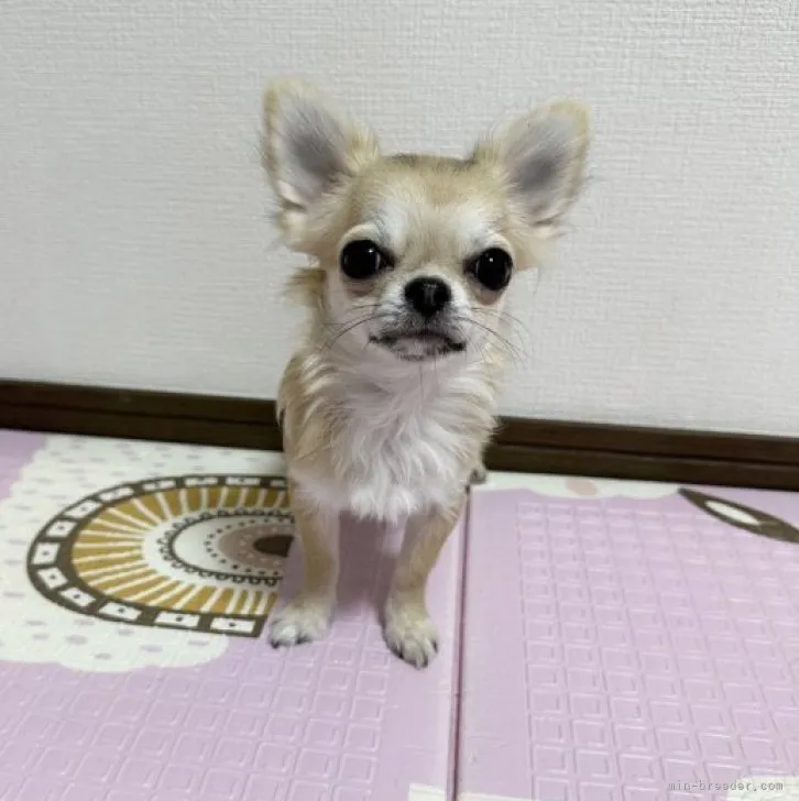 ID：2308-01011の子犬