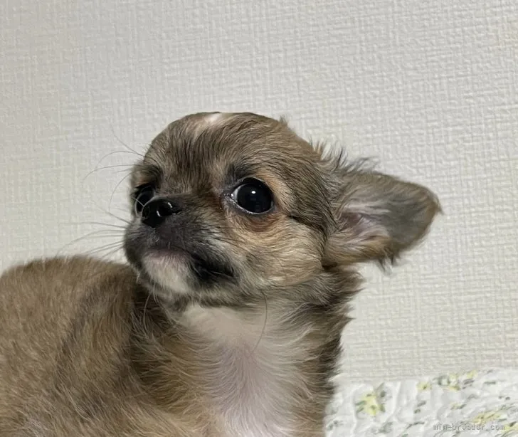 ID:2111-02555の子犬