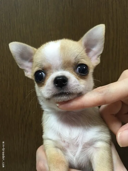 ID：1509-01043の子犬