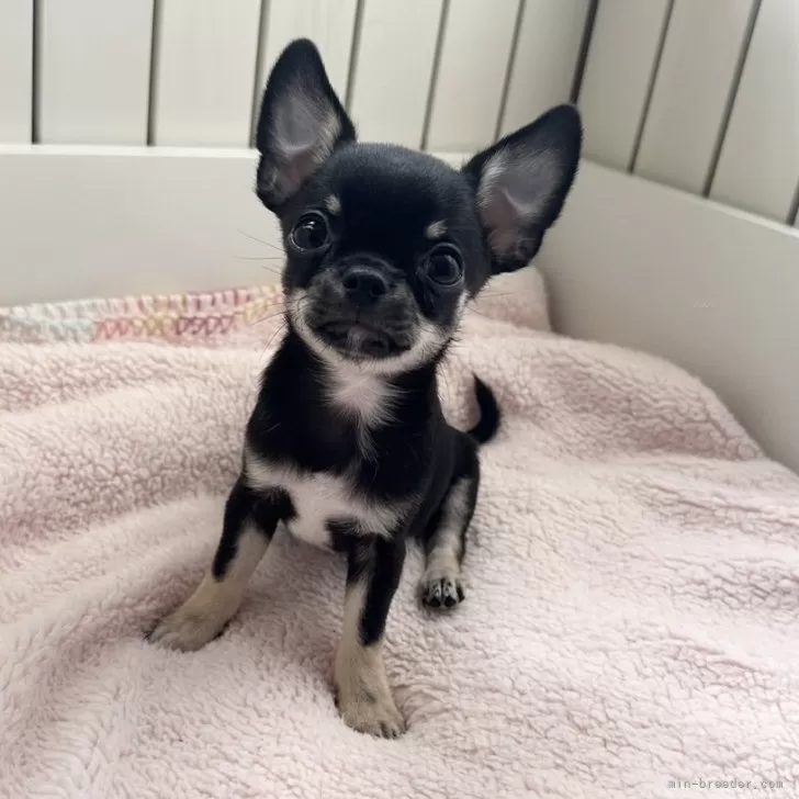 ID：2408-00856の子犬