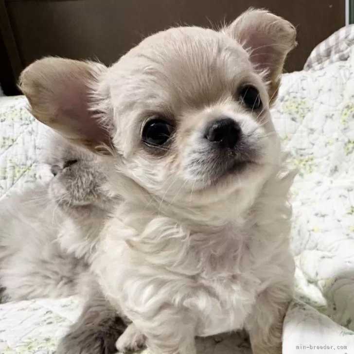 ID:2403-02512の子犬