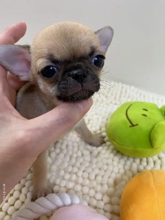 ID:2006-01333の子犬