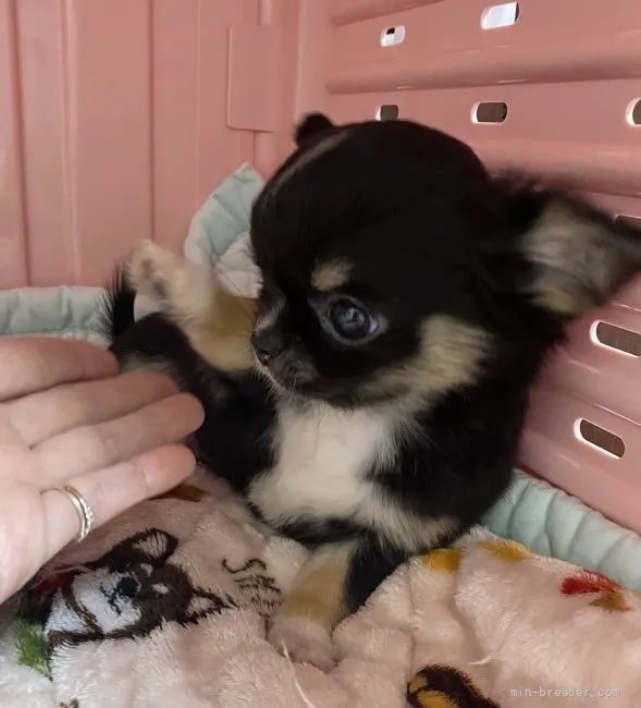 ID:2201-01134の子犬