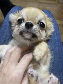 チワワ(ロング)【埼玉県・男の子・2021年9月28日・レッド】の写真「フワフワな男の子」