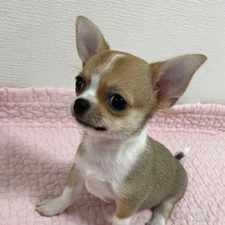 ID:2205-02008の子犬